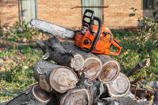 Best Emergency Storm Tree Removal  in Williamsport, PA